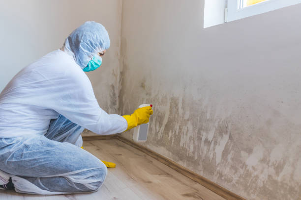 Licensed Commercial Mold Remediation service in DeWitt, MI - WQB Mold Removal